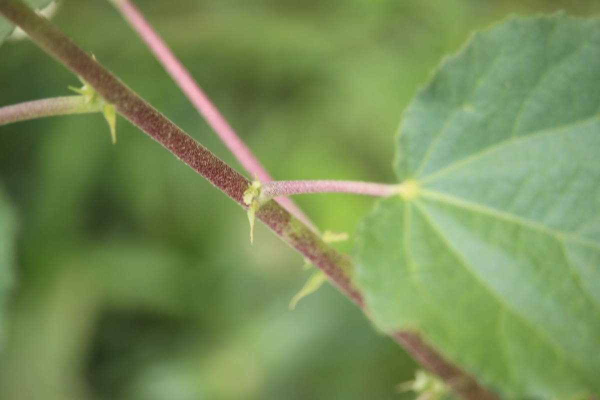 Triumfetta glabra Spreng.